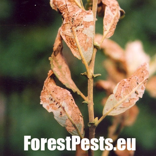 V&aacute;havec rakytov&yacute;