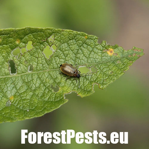 V&aacute;havec rakytov&yacute;