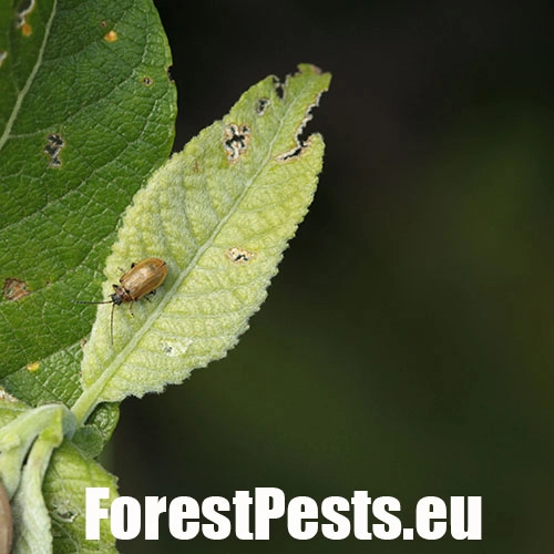 V&aacute;havec rakytov&yacute;