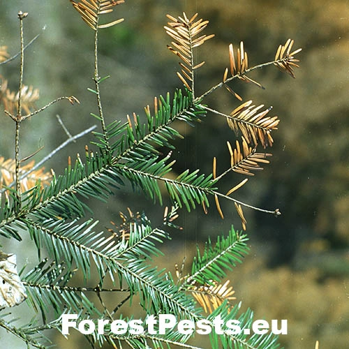 Valsa smrekov&aacute;