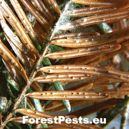 Valsa smrekov&aacute;