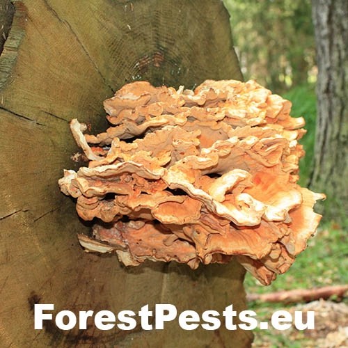 Vej&aacute;rovec obrovsk&yacute;