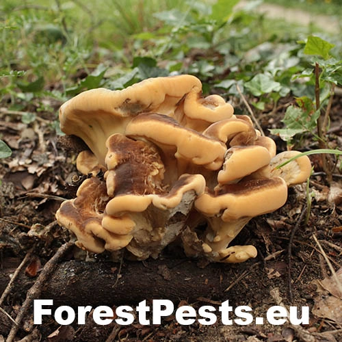 Vej&aacute;rovec obrovsk&yacute;