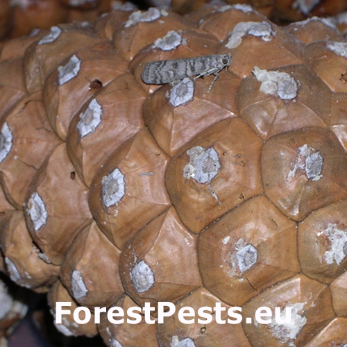 Vijačka Dioryctria mendacella