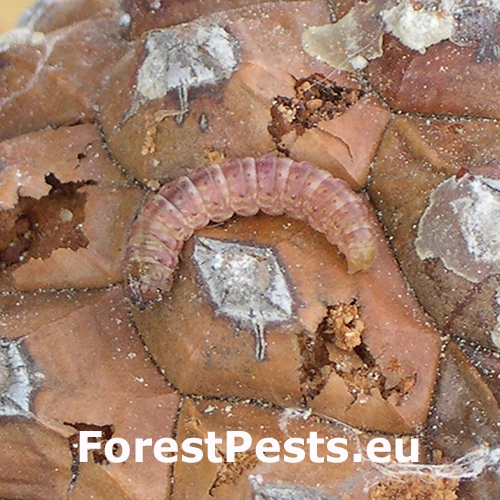 Vijačka Dioryctria mendacella