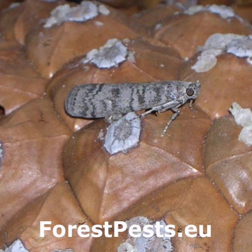 Vijačka Dioryctria mendacella