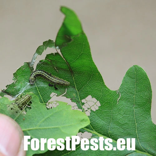 Vijačka dubinov&aacute;