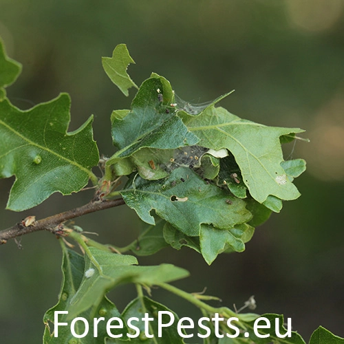 Vijačka dubinov&aacute;