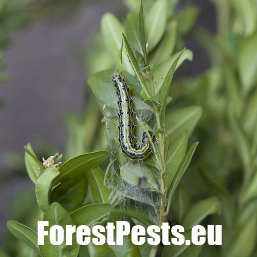 V&iacute;jačka kru&scaron;p&aacute;nov&aacute;