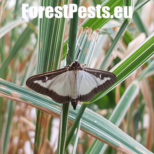 V&iacute;jačka kru&scaron;p&aacute;nov&aacute;