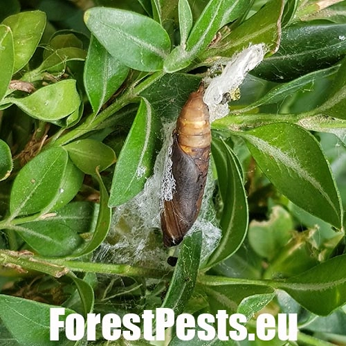 V&iacute;jačka kru&scaron;p&aacute;nov&aacute;