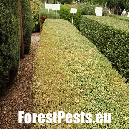 V&iacute;jačka kru&scaron;p&aacute;nov&aacute;