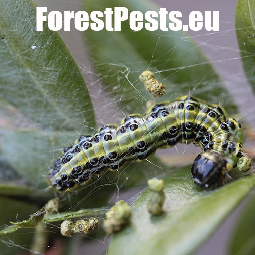 V&iacute;jačka kru&scaron;p&aacute;nov&aacute;