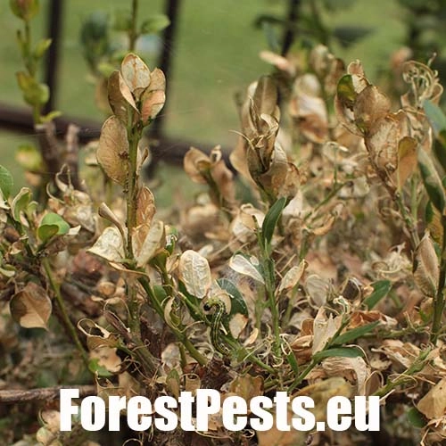 V&iacute;jačka kru&scaron;p&aacute;nov&aacute;