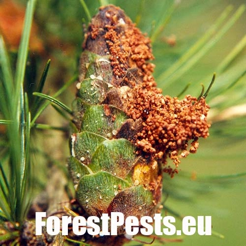 Vijačka smrekov&aacute; 