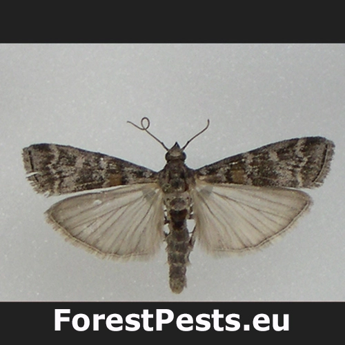 Vijačka živicov&aacute;