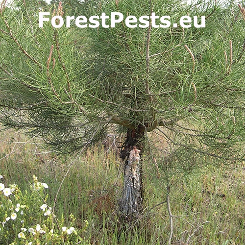 Vijačka živicov&aacute;