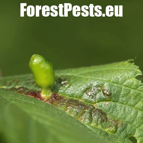 Vlnačka hladk&aacute;