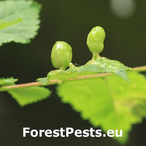 Vlnačka hladk&aacute;