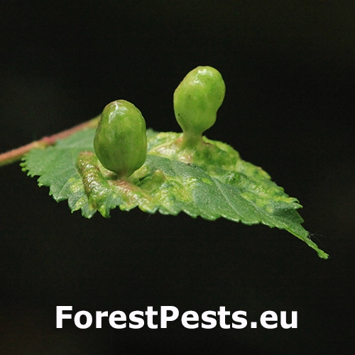 Vlnačka hladk&aacute;