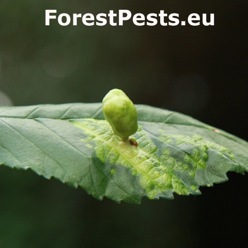 Vlnačka hladk&aacute;