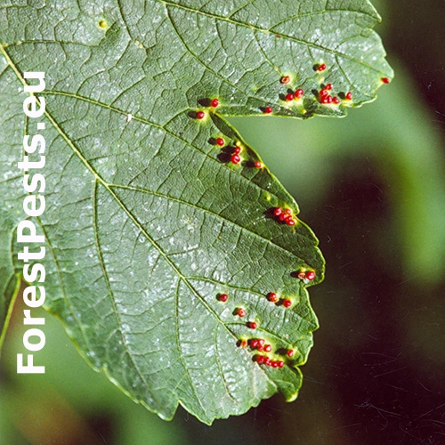 Vlnovn&iacute;k hlavičkov&yacute;