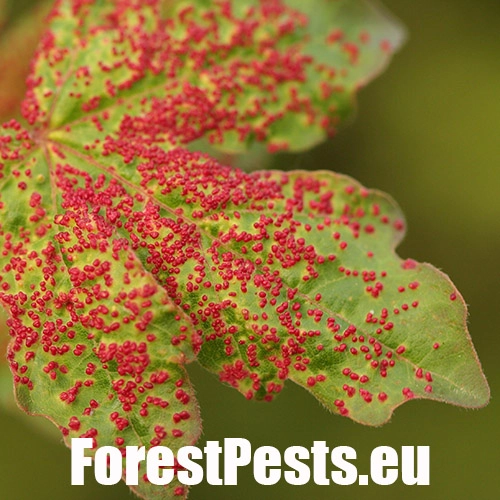 Vlnovn&iacute;k Murrayov