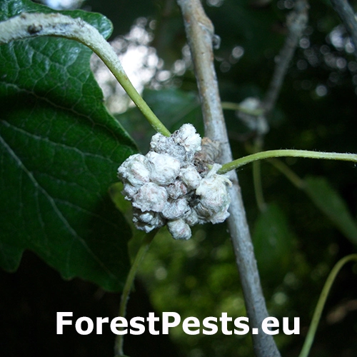 Vlnovn&iacute;k topoľov&yacute;