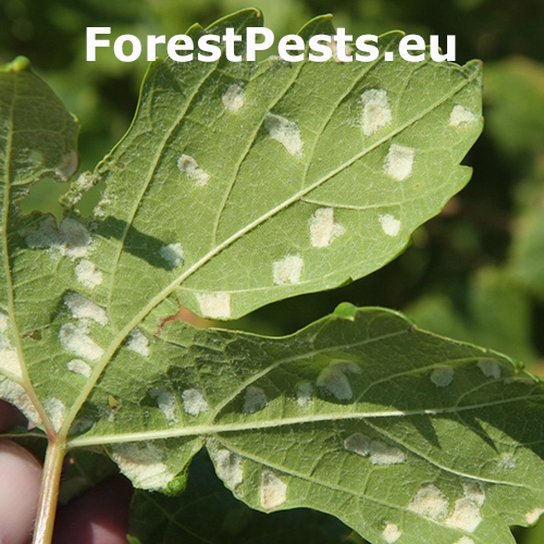 Vlnovn&iacute;k viničov&yacute;