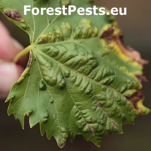 Vlnovn&iacute;k viničov&yacute;