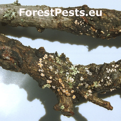 Vlnu&scaron;ka Wilkomova