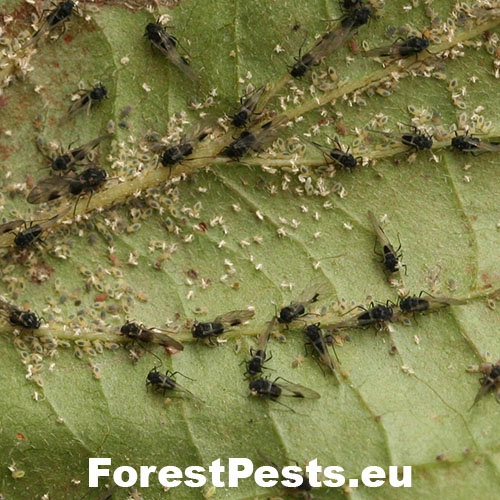 Vo&scaron;ka Anoecia corni