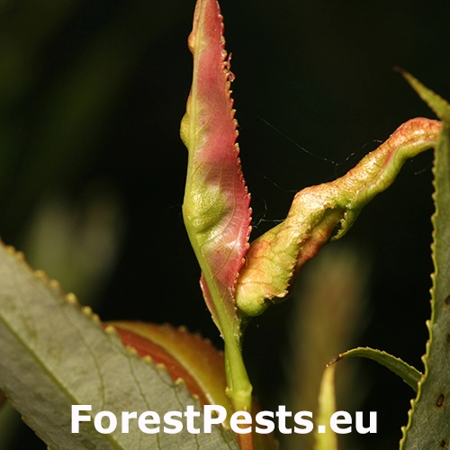 Vo&scaron;ka Aphis farinosa