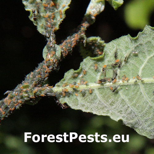 Vo&scaron;ka Aphis farinosa