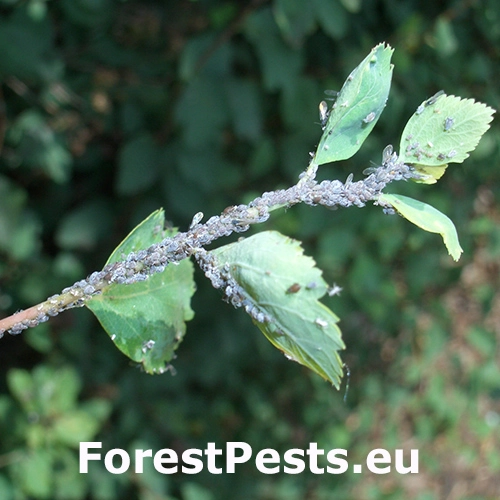 Vo&scaron;ka Aphis spiraephaga