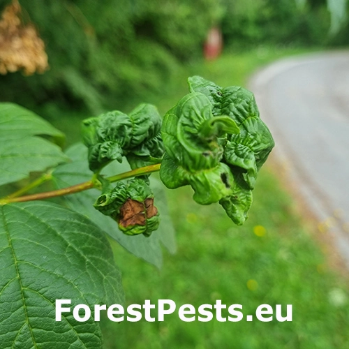 Vo&scaron;ka Aphis viburni