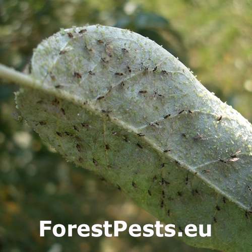 Vo&scaron;ka Capitophorus elaeagni