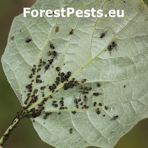 Vo&scaron;ka Chaitophorus populeti