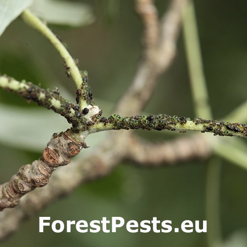 Vo&scaron;ka Chaitophorus populeti