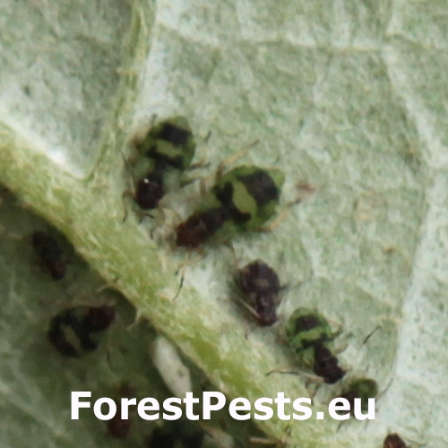 Vo&scaron;ka Chaitophorus populeti