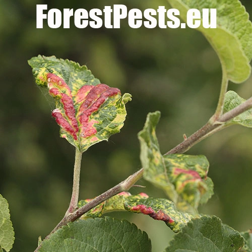 Vo&scaron;ka Dysaphis devecta