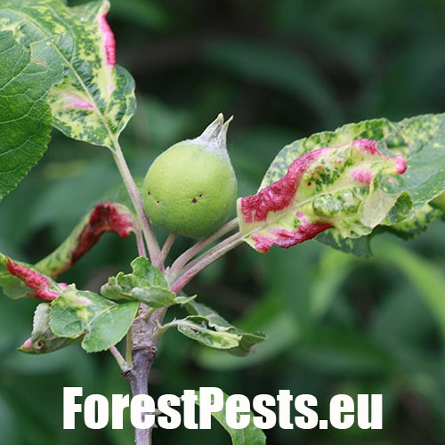 Vo&scaron;ka Dysaphis devecta