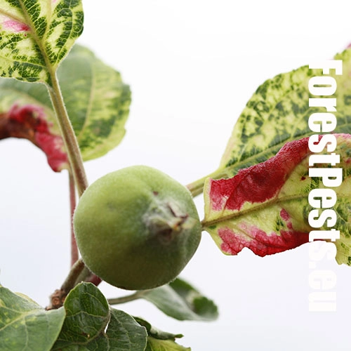 Vo&scaron;ka Dysaphis devecta