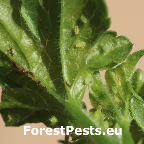 Vo&scaron;ka egre&scaron;ov&aacute;