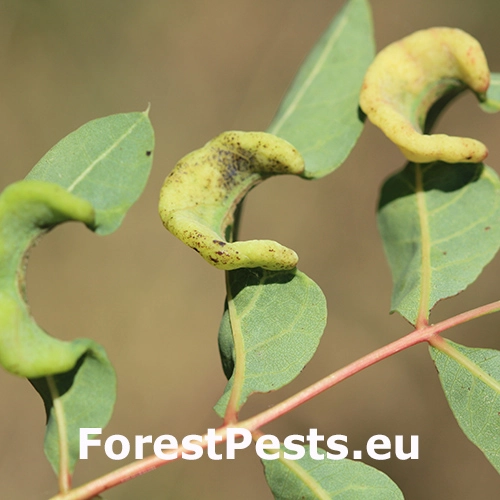 Vo&scaron;ka Forda formicaria
