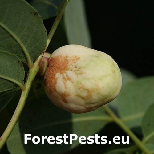 Vo&scaron;ka Geoica utricularia
