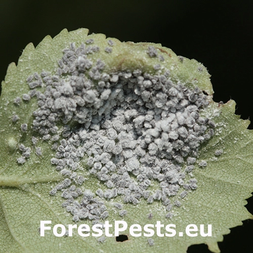 Vo&scaron;ka Hamamelistes betulinus