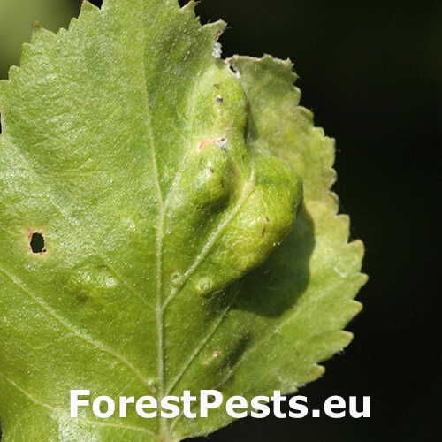 Vo&scaron;ka Hamamelistes betulinus