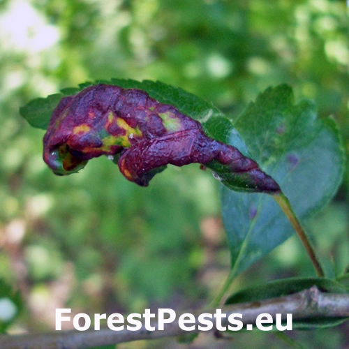 Vo&scaron;ka hlohov&aacute;