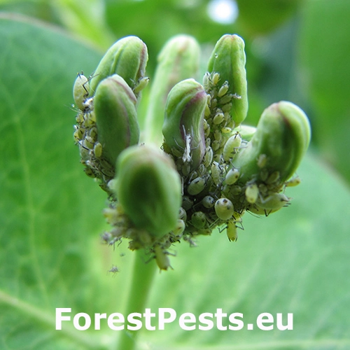 Vo&scaron;ka Hyadaphis foeniculi